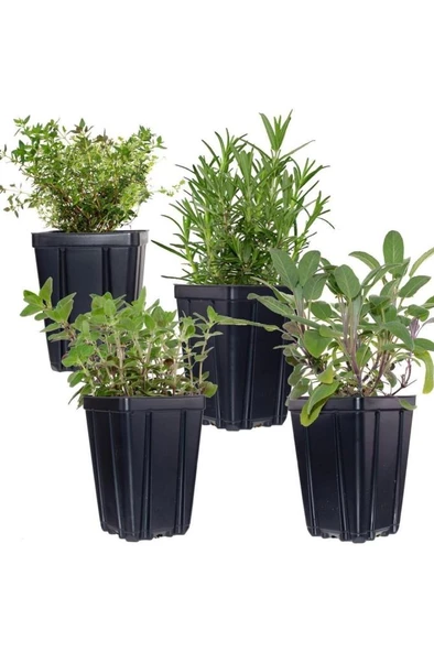 Kekik Itır İkili Set 10-20 Cm - 2