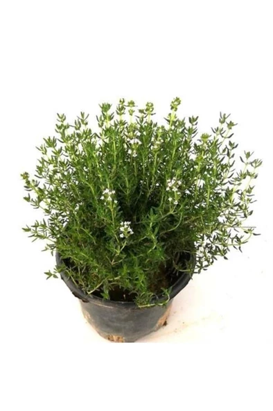 Kekik Itır İkili Set 10-20 Cm - 3
