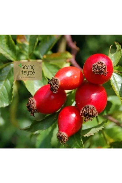 Kurmeysan Kuşburnu, Yabangülü, İtburnu, İtgülü, Gülelması, Yiric Rosehip Lea, Rosa Canina, 250 gr