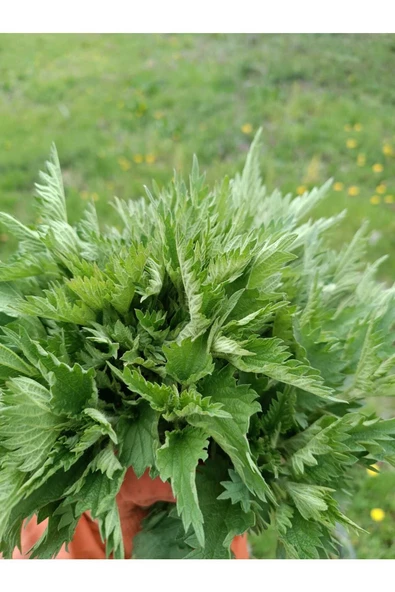 KURMEYSAN Isırgan Otu,Dızlağan, Ağdalak, Dalagan, Isırgı, Dead Nettle, Urtica Dioica Net 30 gr Kurutulmuş