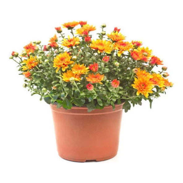 1 Adet Saksılı 15-25 cm Krizentem Turuncu Renk Kasımpatı Çiçeği - 2