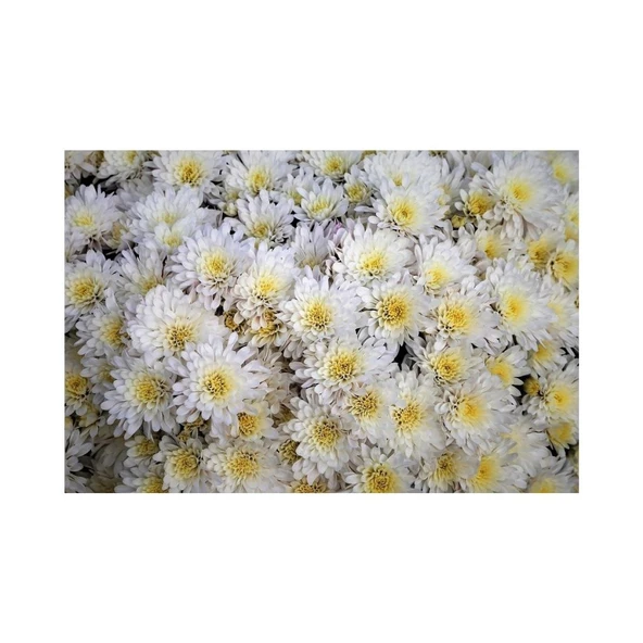 Beyaz Kasımpatı Çiçeği Fidanı Saksılı 20 cm 40 cm