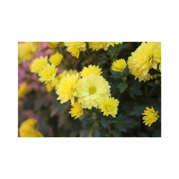 Sarı Kasımpatı Çiçeği Fidanı Saksılı 10-20 cm - Resim 3