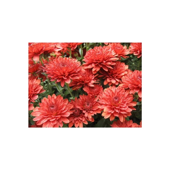 Kırmızı Kasımpatı Çiçeği Fidanı Saksılı 20 -30 cm ürün görseli