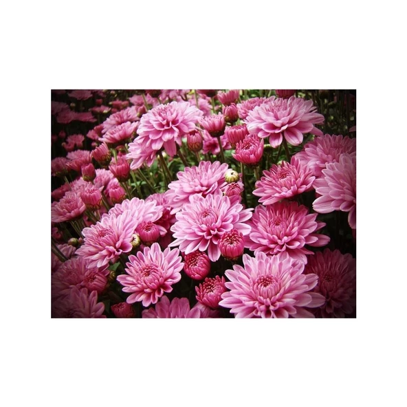 Pembe Kasımpatı Çiçeği Fidanı Saksılı 20-40 cm - Resim 3