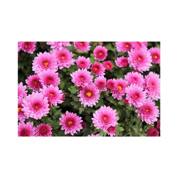 Pembe Kasımpatı Çiçeği Fidanı Saksılı 20-40 cm