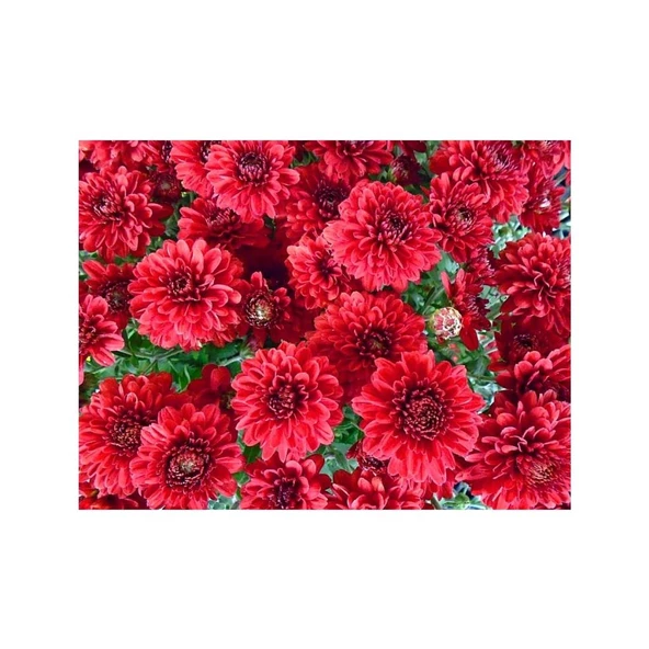 Kırmızı Kasımpatı Çiçeği Fidanı Saksılı 20 -30 cm - Resim 2