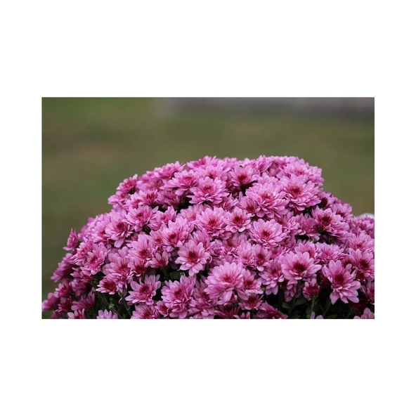 Pembe Kasımpatı Çiçeği Fidanı Saksılı 20-40 cm - Resim 2