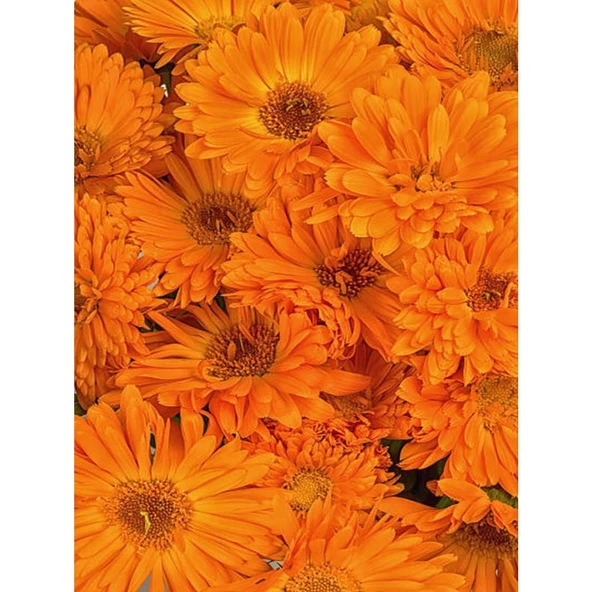 (Chrysanthemum) Turuncu Kasımpatı Çiçeği Fidanı 15-25 cm Saksılı - Resim 2