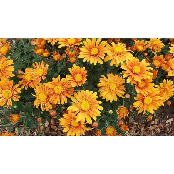 Turuncu Kasımpatı Çiçeği Fidanı Saksılı 20 cm - Resim 3