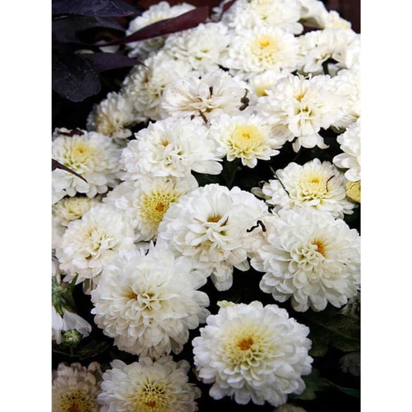 Chrysanthemum Beyaz Renk Kasımpatı 1 Adet 10-25 cm Saksılı Salon Çiçeği - 2