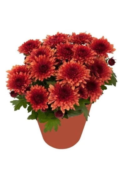 Krizantem 5-10 Cm Kırmızı Kasımpatı Chrysanthemum Hüzün Çiçeği