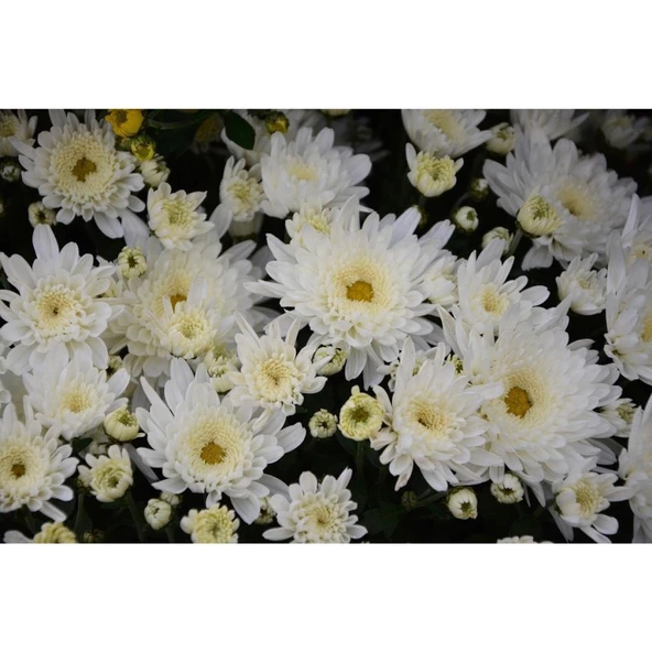Beyaz Kasımpatı Çiçeği Fidanı Saksılı 20 cm 40 cm - 2