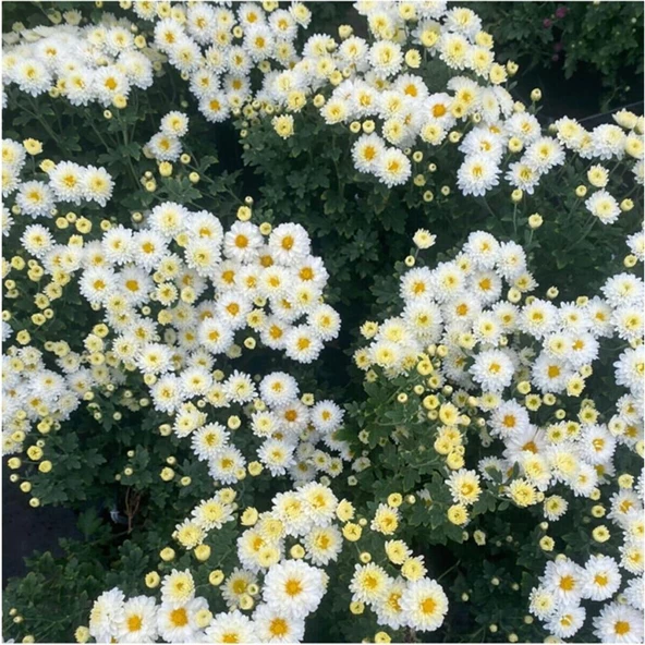 Chrysanthemum Beyaz Renk Kasımpatı 1 Adet 10-25 cm Saksılı Salon Çiçeği - 3
