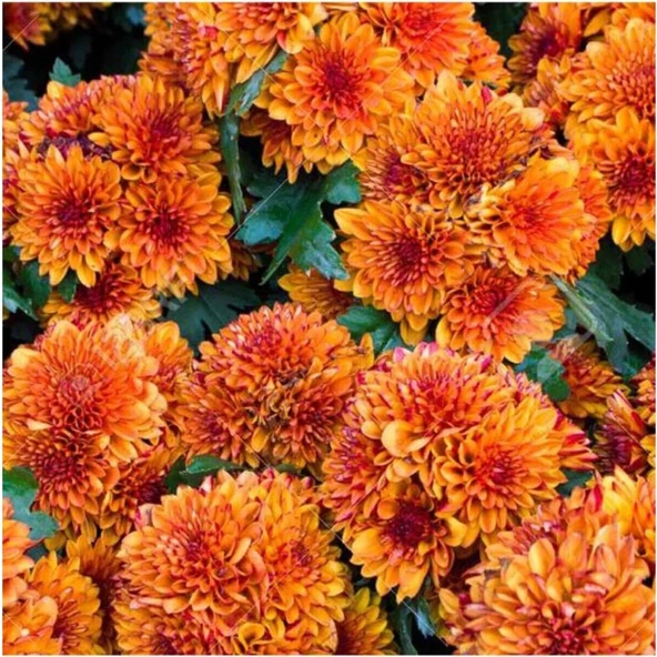 (Chrysanthemum) Turuncu Kasımpatı Çiçeği Fidanı 15-25 cm Saksılı ürün görseli