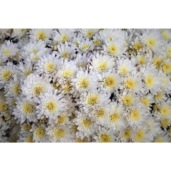 Beyaz Kasımpatı Çiçeği Fidanı Saksılı 20 cm 40 cm - 3