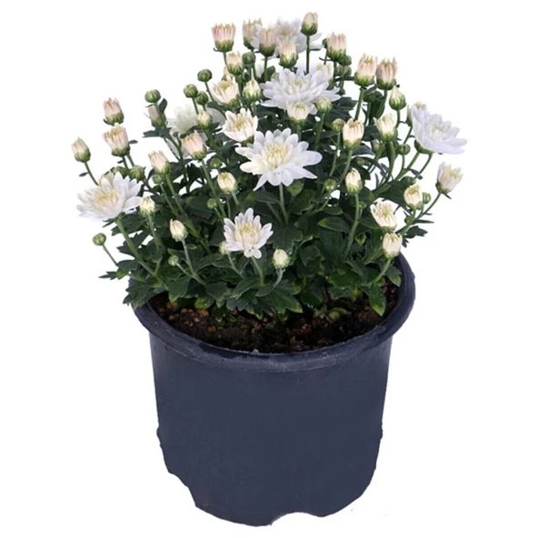 Chrysanthemum Beyaz Renk Kasımpatı 1 Adet 10-25 cm Saksılı Salon Çiçeği