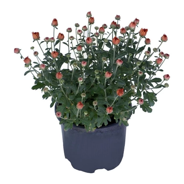 1 Adet Saksılı 15-25 cm Krizentem Turuncu Renk Kasımpatı Çiçeği - 3