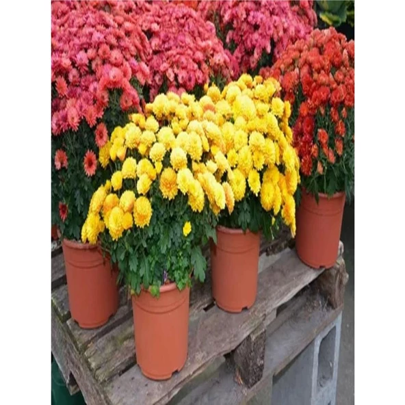 (Chrysanthemum) Turuncu Kasımpatı Çiçeği Fidanı 15-25 cm Saksılı - Resim 3