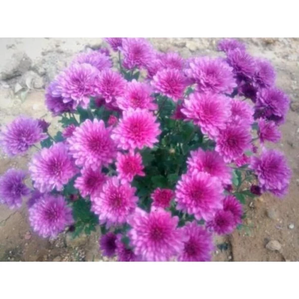 Mor Bodur Kasımpatı Çiçeği Fidanı 10-30 cm - Resim 3