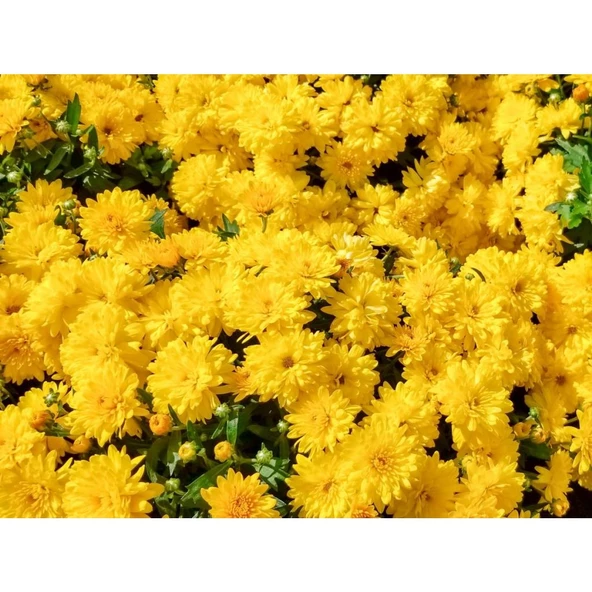 Koyu Sarı Kasımpatı Çiçeği Fidanı Saksılı 20 cm 40 cm