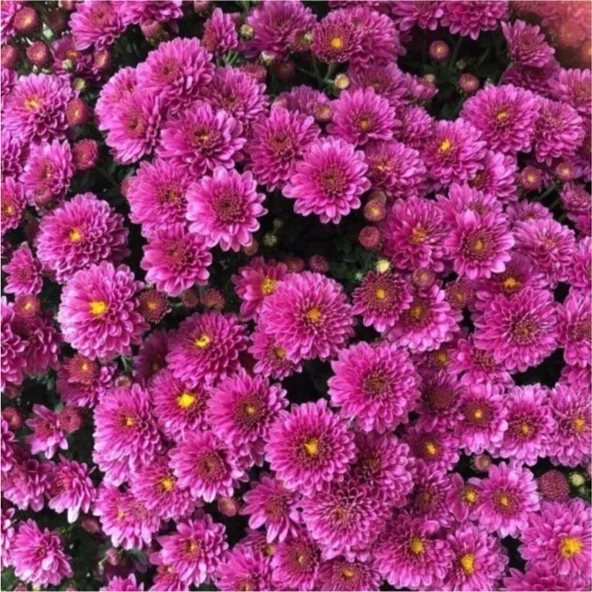 Krizantem Chrysanthemum Mor Bodur Kasımpatı Çiçeği Fidanı 10-30 cm Saksılı - 2