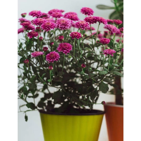 Chrysanthemum 1 Adet Pembe Kasımpatı Çiçeği Fidanı 15-25 cm Saksılı Çiçekli Bodur Bitkiler