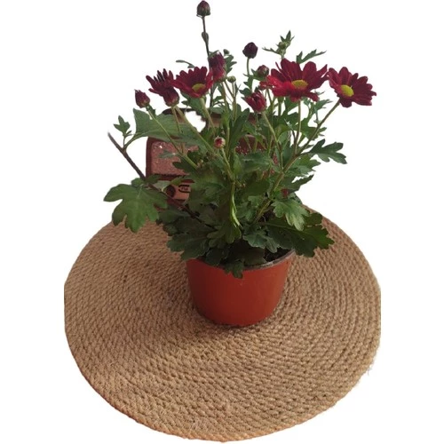 Kasımpatı Çiçeği 20-30 cm - Resim 2