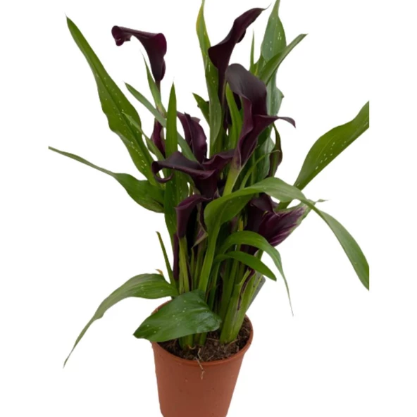 Gala Gelin Çiçeği Bordo 15-25 cm - Resim 2