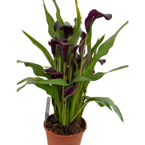 Gala Gelin Çiçeği Bordo 15-25 cm - Resim 3