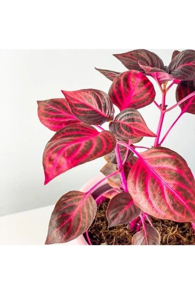 Alel Kırmızı Çingene Şalvarı 10-25 Cm 3 Adet - Resim 5