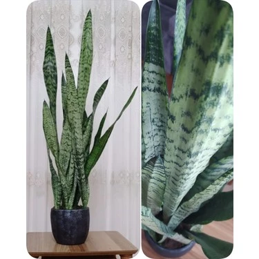 Peygamber Kılıcı Paşa Kılıcı 20-30 Cm - 4
