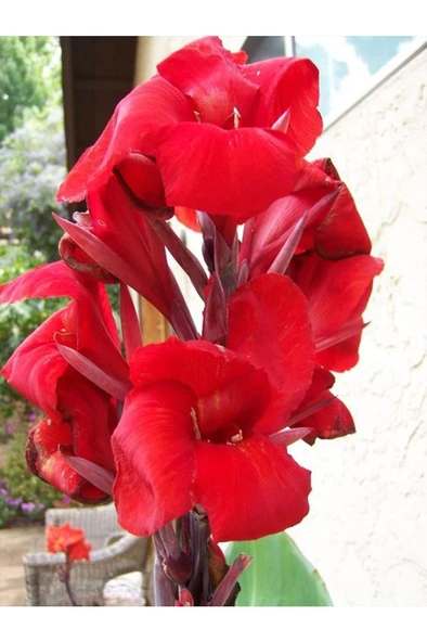 Canna Indica Çiçeği 20-40 cm - Resim 3