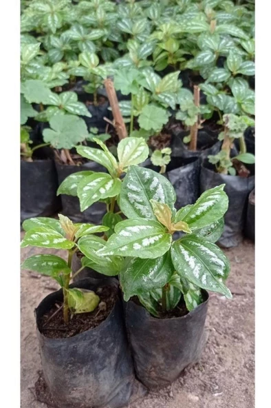 Karyağdı Begonya 1 Adet Gümüş Begonya - Resim 3