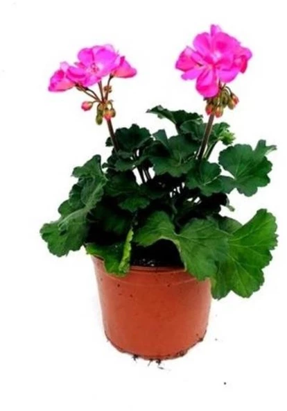 Hürrem Sultan Açık Pembe Sardunya Çiçeği Fidanı 10-20 cm - Resim 2