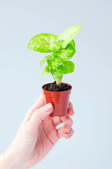 Syngonium Mango Allusion - Melek Kanadı Çiçeği Mini - Ev Ofis Salon Iç Mekan Bitkisi - 2