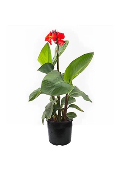 Canna Indica Çiçeği 20-40 cm