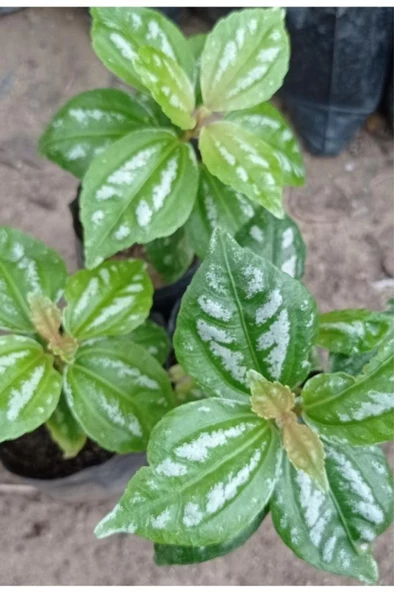 Karyağdı Begonya 1 Adet Gümüş Begonya - Resim 2