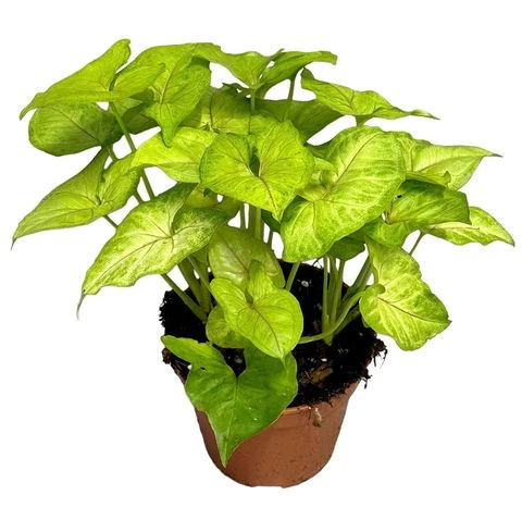 Syngonium Mango Allusion - Melek Kanadı Çiçeği Mini - Ev Ofis Salon Iç Mekan Bitkisi