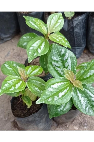 Karyağdı Begonya 1 Adet Gümüş Begonya ürün görseli