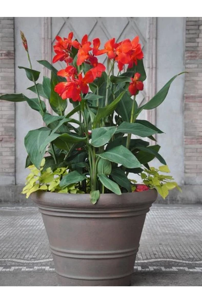 Canna Indica Çiçeği Fidanı 20-40 cm - Resim 2