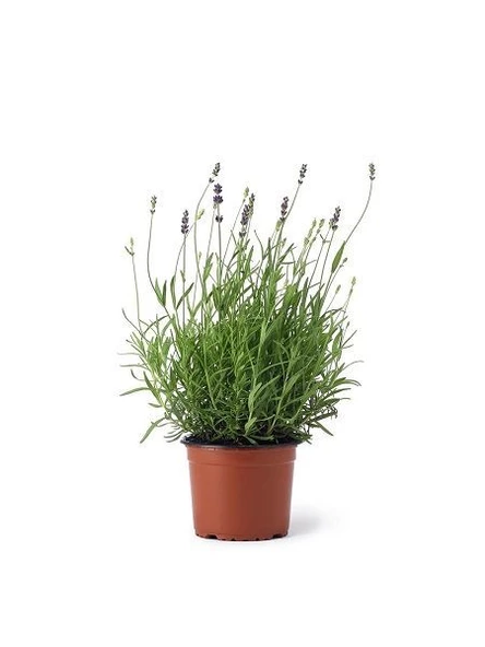 Lavanta Fidanı 15-25 Cm 10 Adet Mezarlık Kabristan İçin