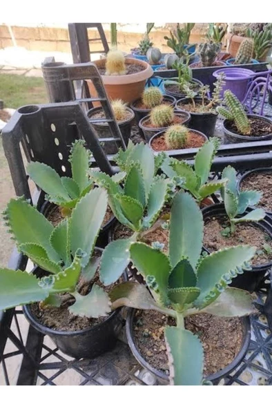 Peygamber Gözyaşı Aşkın Gözyaşı 10-20 Cm - 3