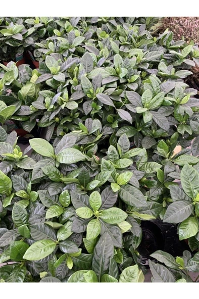 Gardenya Çiçeği 10-20 cm - 2