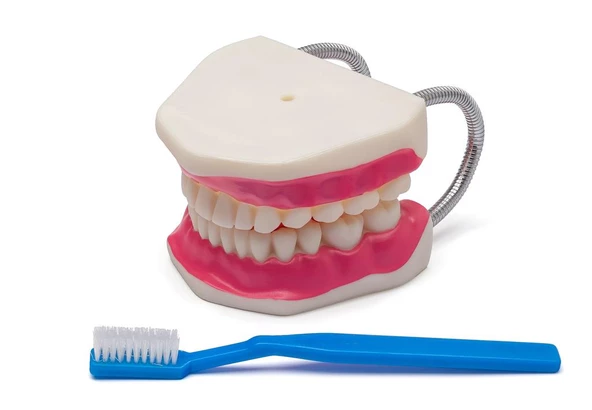 DİŞ FIRÇALAMA MODELİ - Resim 2