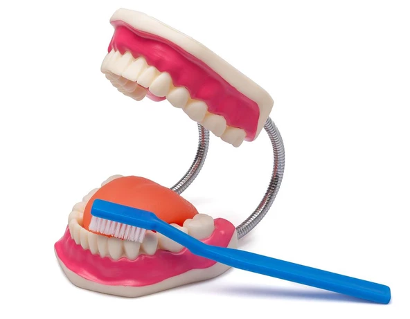 DİŞ FIRÇALAMA MODELİ ürün görseli