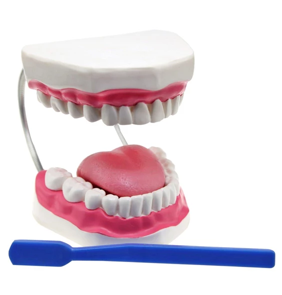 DİŞ FIRÇALAMA MODELİ - Resim 3