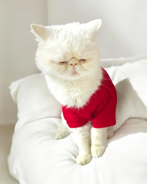 Uno Red Kedi Tişört - 2