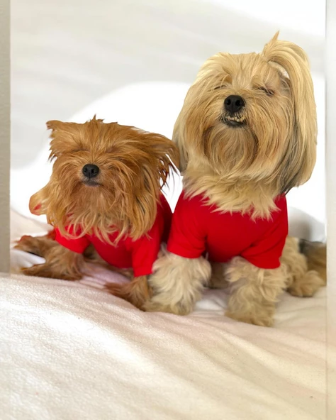 Uno Red Köpek Tişörtü - 5