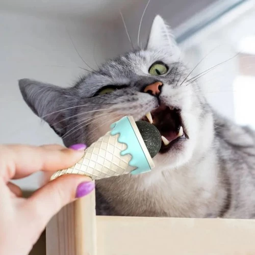DONDURMA ŞEKLİNDE KEDİ NANESİ KEDİ OTU - 3